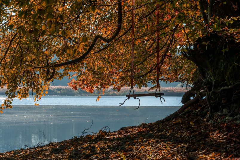 Schaukel Am Ufer Ufer, See, Baum, Schaukel, Herbst
