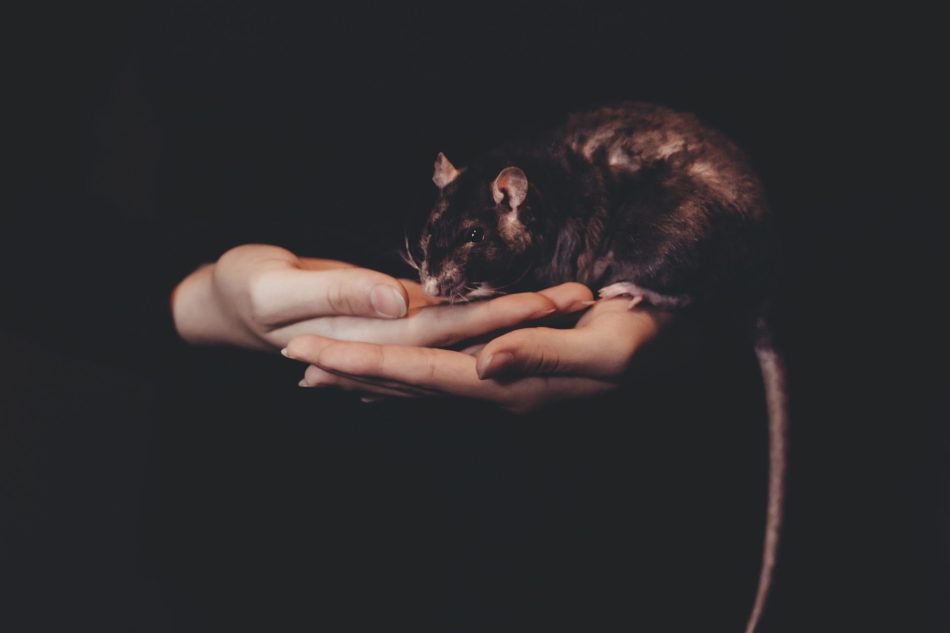 Ratte Yang-Metall-Ratte, Corona, Ratte, Hand, grau, dunkel