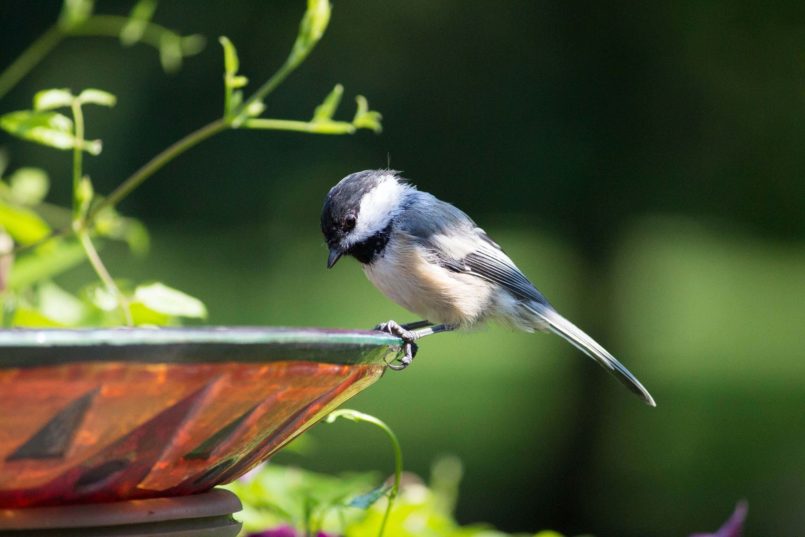 Chickadee 4743495 1920 Ostern, Pessach, Jesu, Ostara, Gemanen, Kelten, Mond, Meise, Vogel, Vogeltränke
