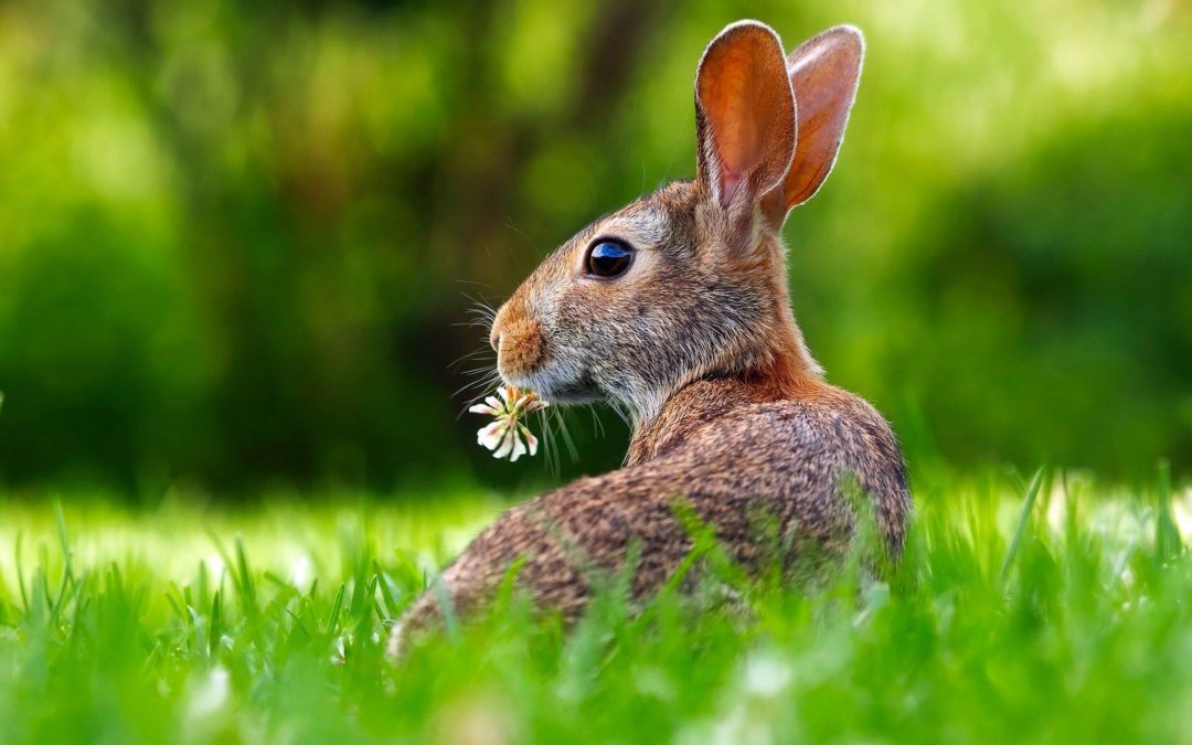 Ostern – den Frühling willkommen heißen