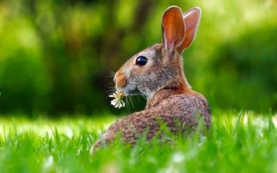 Ostern, Pessach, Jesu, Ostara, Gemanen, Kelten, Mond, Hase, Gras, Rasen, Tier, niedlich - Vorschaubild