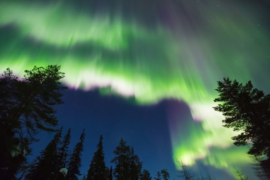 Erdmagnetfeld, Polarlichter, Aurora Borealis, Wald, Nacht, grün, blau, weiß, rot
