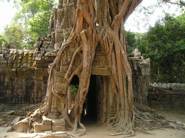 Energetisches Fengshui, BaZi, Yang-Wasser-Tiger, Angkor Wat, Ruinen, Urwald, Wurzeln, beige, braun, grün