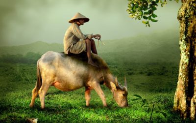 Energetisches Fengshui, BaZi, Yin-Metall-Büffel, Mann, Kuh, Reiten, Bauer, Asien, grün, braun
