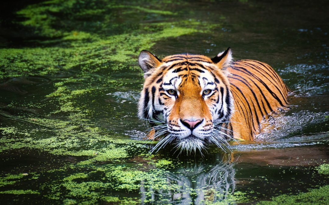Das Jahr des Yang-Wasser-Tigers