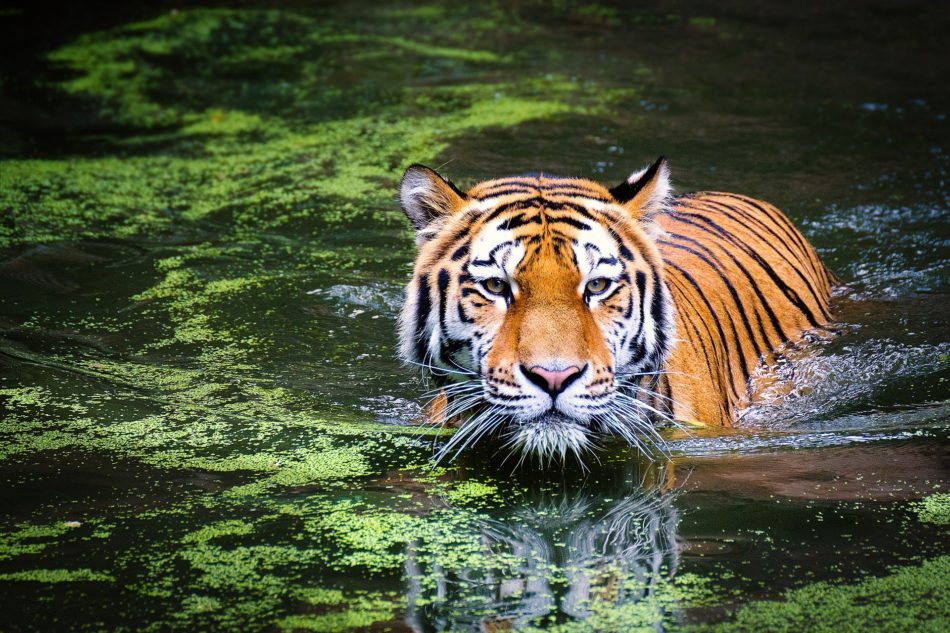 Energetisches Fengshui, BaZi, Yang-Wasser-Tiger, Tiger, Asien, Sumpf, Wasser, grün, braun