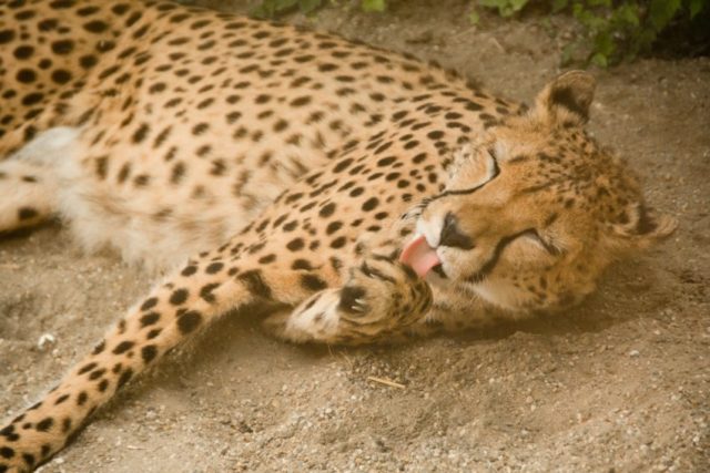 Cheetah G073a78ec4 1920 Energetisches Feng Shui, Yang-Wasser-Tiger, Gepard, Katzenwäsche, Sand, Fell, gepunktet, gelb, schwarz