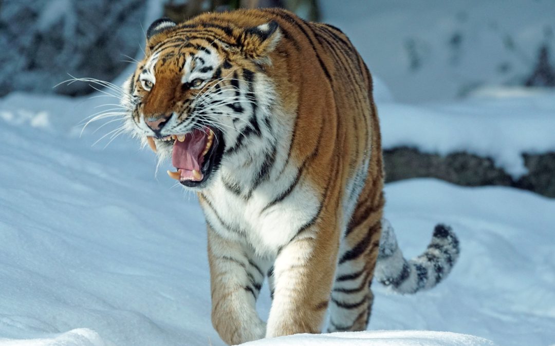 Rückblick auf das Jahr des Yang-Wasser-Tigers