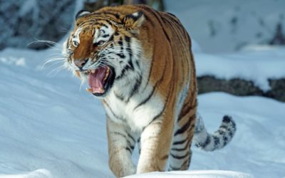 Energetisches Fengshui, BaZi, Yang-Wasser-Tiger, Tiger, Asien, Schnee, weiß, orange, schwarz