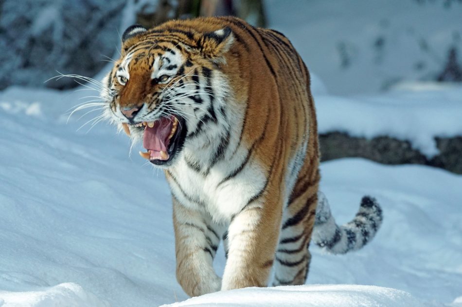 Tiger G6a5eb39bd 1920 Energetisches Fengshui, BaZi, Yang-Wasser-Tiger, Tiger, Asien, Schnee, weiß, orange, schwarz