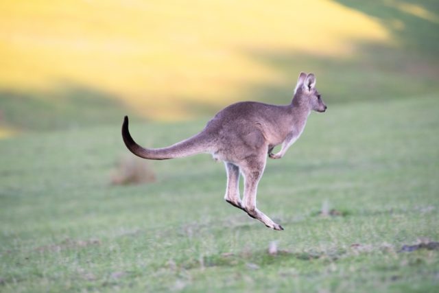 Energetisches Feng Shui, Yin-Wasser-Hase, springendes Känguru, Wiese, braun, grau, grün, gelb
