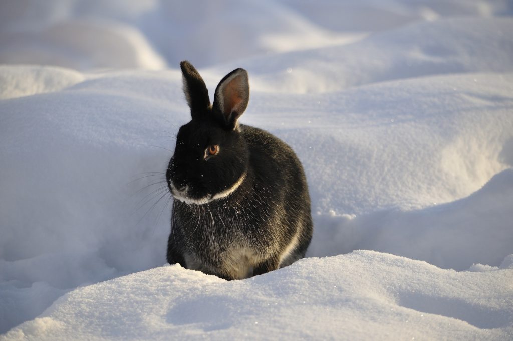 Energetisches Feng Shui, Yin-Wasser-Hase, Kaninchen, Schnee, schwarz weiß