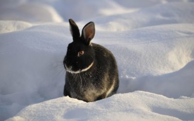 Energetisches Feng Shui, Yin-Wasser-Hase, Kaninchen, Schnee, schwarz weiß