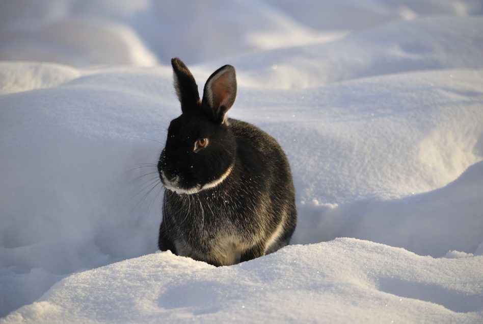 Energetisches Feng Shui, Yin-Wasser-Hase, Kaninchen, Schnee, schwarz weiß