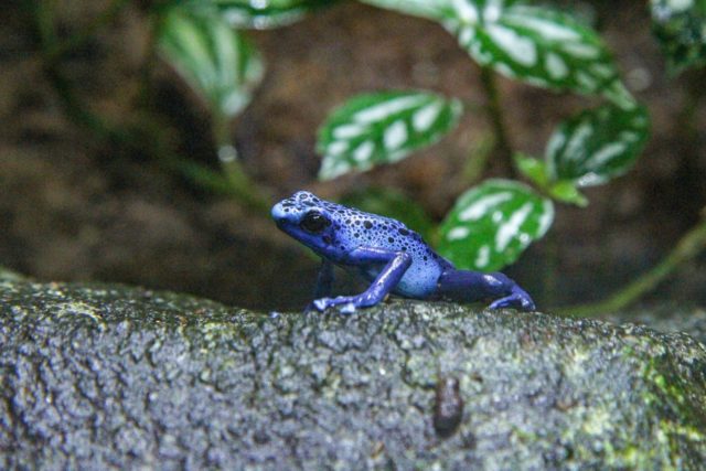 Energetisches Feng Shui, Yin-Wasser-Hase, Frosch, Djungel, nasser Stein, Tropenplanze, blau, grau, grün