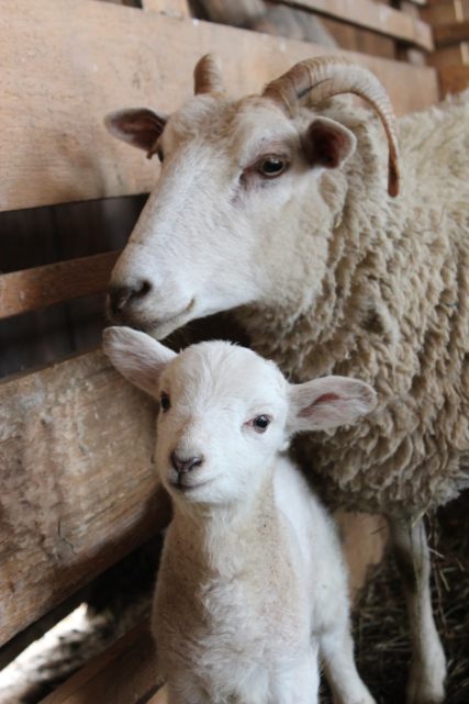 Sheep G2444262a9 1920