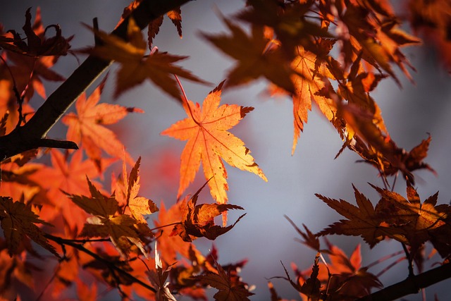 Triputi-Emotionscode in Berlin, Herbstspezial, rote Zierahornblätter im Sonnenlicht