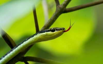Triputi - Energieheilung für Mensch und Raum, Energetisches Feng Shui, Rückblick auf das Jahr der Yin-Holz-Schlange, grau-grüne Schlange mit züngelnder Zunge auf Zweig vor grünem Hintergrund