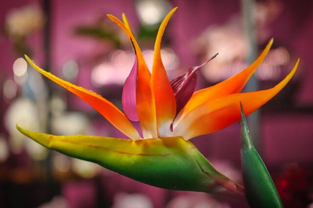 Triputi - Energieheilung für Mensch und Raum, Energetisches Feng Shui, Rückblick auf das Jahr der Yin-Holz-Schlange, Strelizie vor pinkem Hintergrund