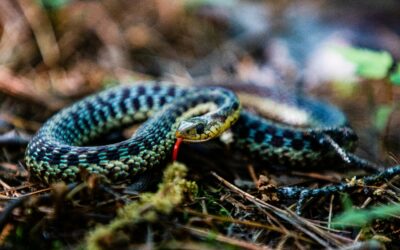 Triputi - Energieheilung für Mensch und Raum, Energetisches Feng Shui, Rückblick 2 auf das Jahr der Yin-Holz-Schlange, bläuliche Schlange mit züngelnder Zunge auf Waldboden