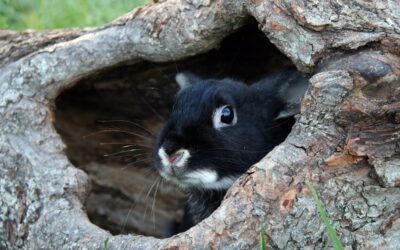 Triputi - Energieheilung für Mensch und Raum in Berlin, Energetisches Feng Shui, Rückblick Yin-Wasser-Hase-Jahr 2023, schwarzes Kaninchen in hohlem Baumstamm
